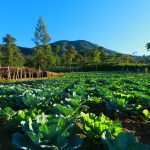 paket wisata dieng murah 2 hari 1 malam