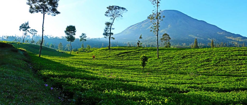 Perkebunan Teh