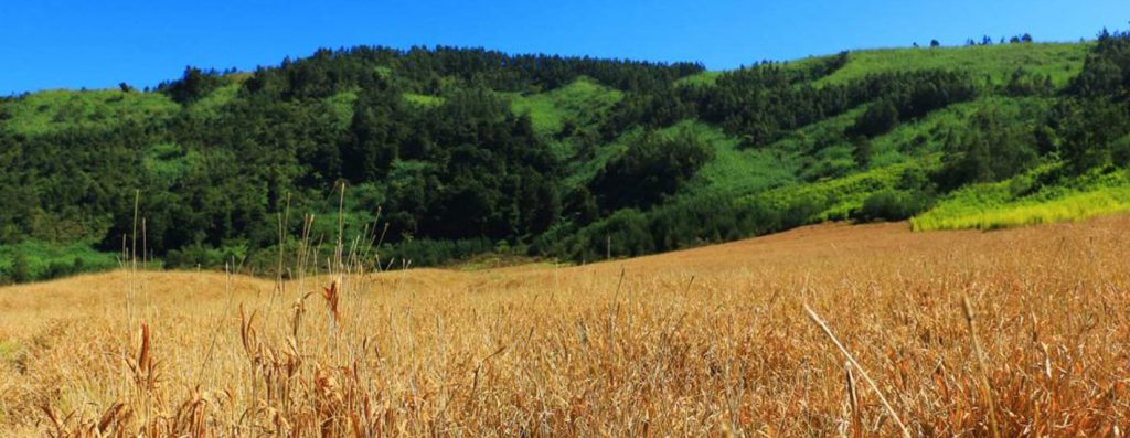padang savana dieng